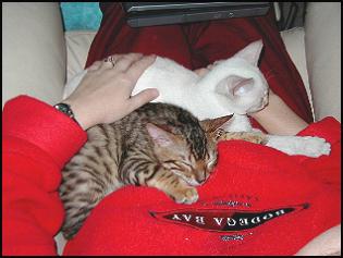 Spyder makes friends with Tia, resident snow Bengal and new sister and buddy!
