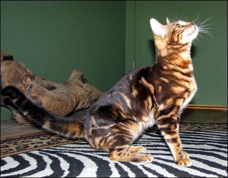 Stunning tri-colored marble pelted North Star at 4 months old - glitter, ROSETTES, and outlined marbling describe this Bengal spotted leopard!!