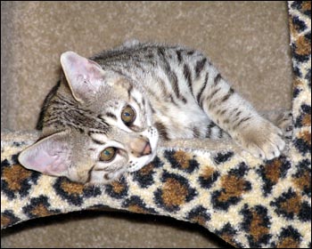 Beautiful Summer Spots, brown spotted Savannah female kitten with the African Serval ancestry and type at 13 weeks old!