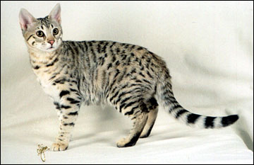 Summer Spots at 4 months - our fourth Savannah here!! She's a lovely Savannah and her ancestor is a full African Serval!!
