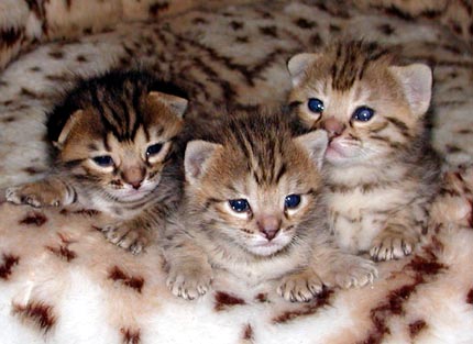 Adorable Foothill Felines Savannah kittens at 2 weeks old!!