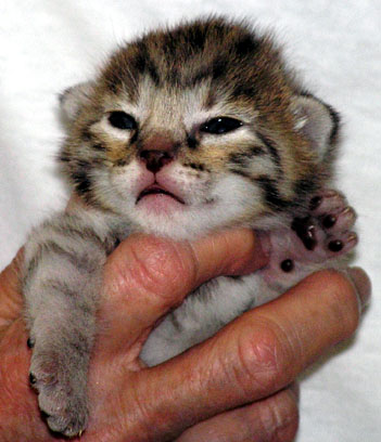 Foothill Felines Savannah kitten