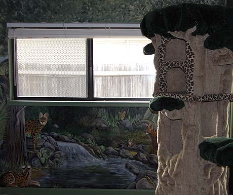 Foothill Felines cattery - one of our indoor rooms