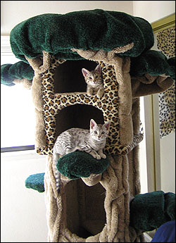 Foothill Felines Spooky Spots and Summer Spots - 12 week old Savannah kittens that shows great wild head type and wonderful spotting pattern