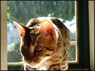 Tabasco is one of the newer babies at Foothill Felines - raised in our living room, with beautiful rosettes and exceptional sweet temperament!