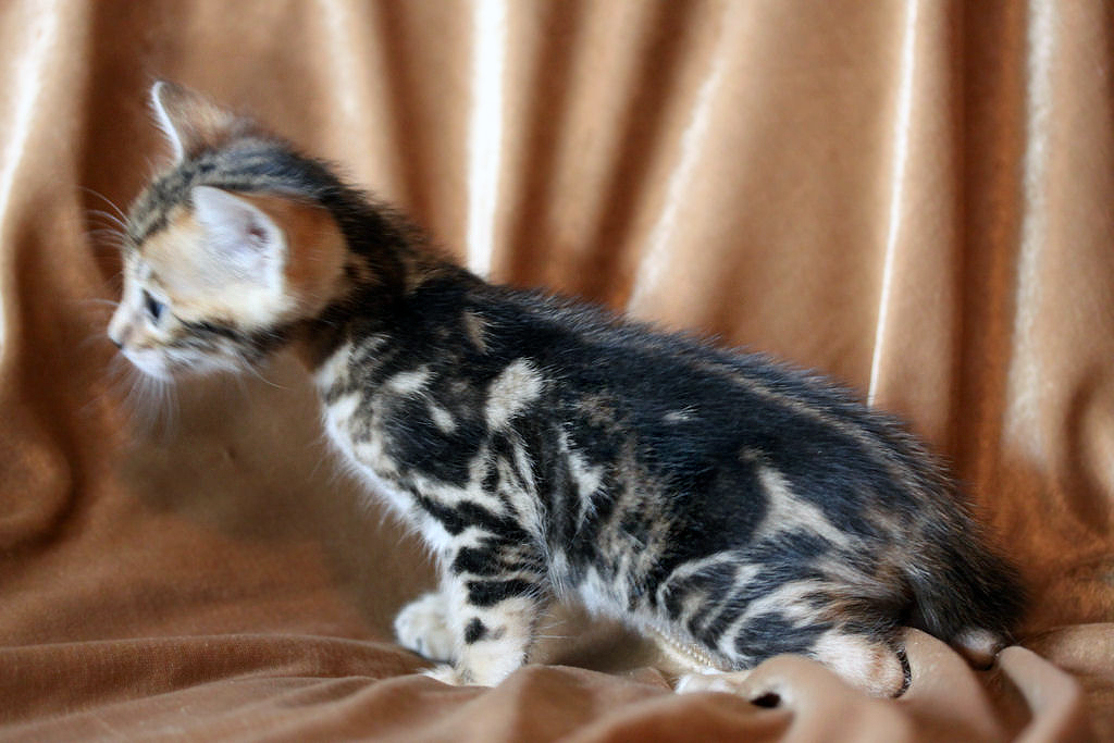 Foothill Felines North Star x CH X Factor brown marbled male kitten!