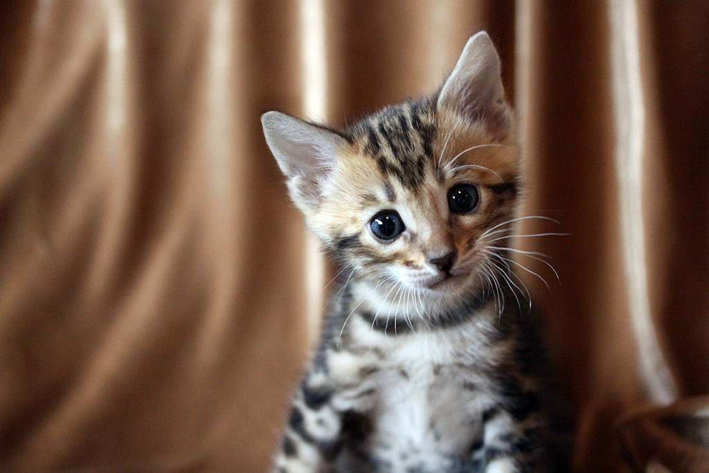 Foothill Felines North Star x CH X Factor brown marbled male kitten!