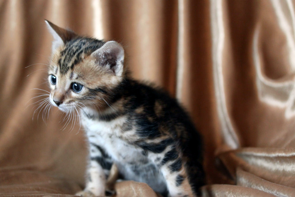 Foothill Felines North Star x CH X Factor brown marbled male kitten!