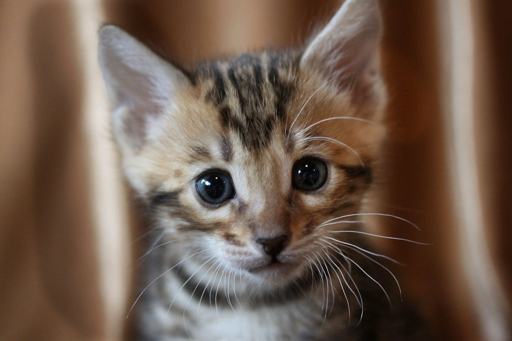 Foothill Felines North Star x CH X Factor brown marbled male kitten!