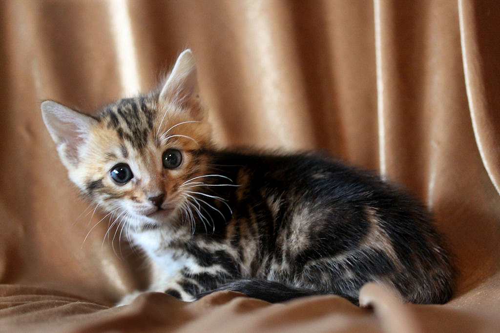 Foothill Felines North Star x CH X Factor brown marbled male kitten!