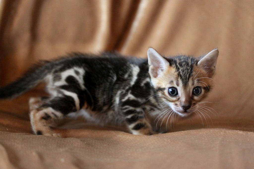 Foothill Felines North Star x CH X Factor brown marbled male number 2 kitten!