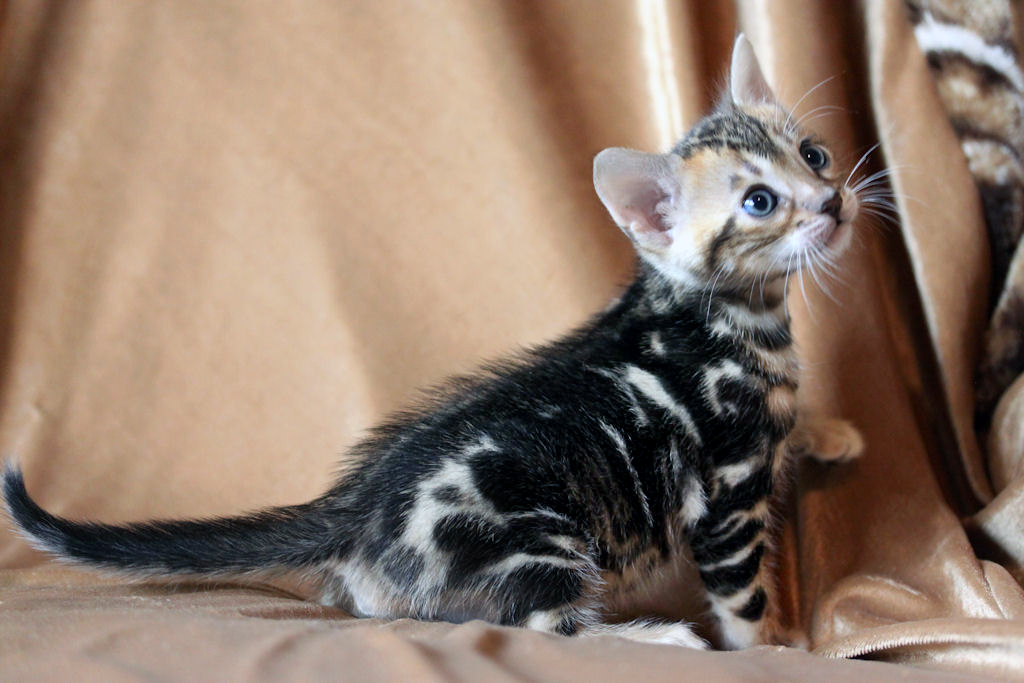 Foothill Felines North Star x CH X Factor brown marbled male number 2 kitten!