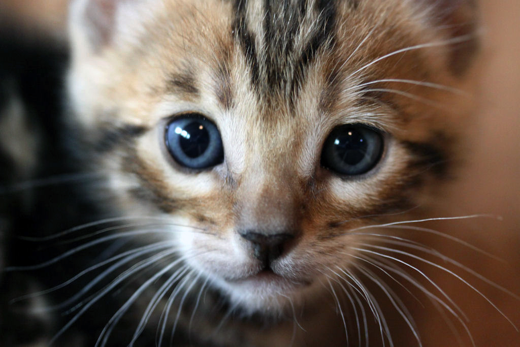 Foothill Felines North Star x CH X Factor brown marbled female kitten!