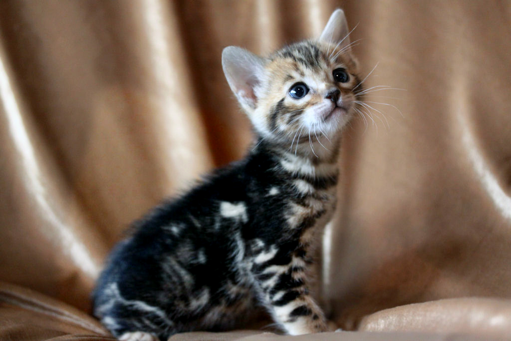 Foothill Felines North Star x CH X Factor brown marbled female kitten!