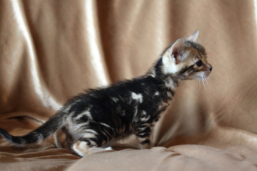 Foothill Felines North Star x CH X Factor brown marbled female kitten!