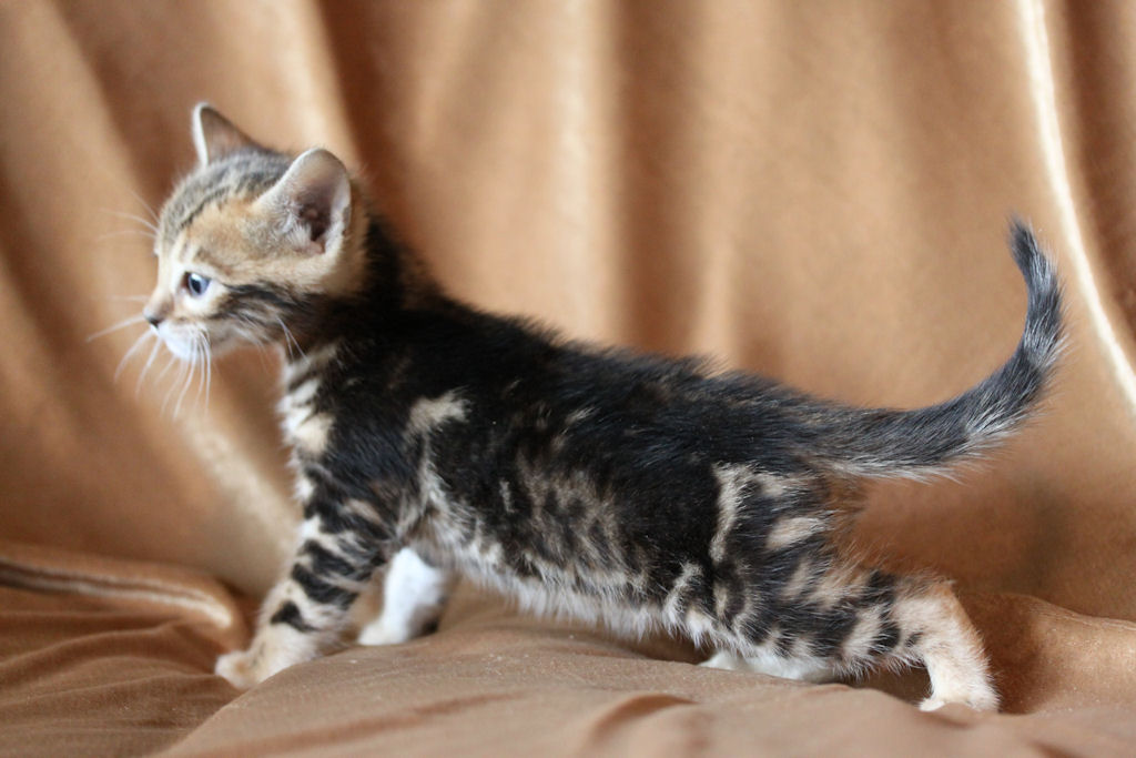 Foothill Felines North Star x CH X Factor brown marbled female kitten!
