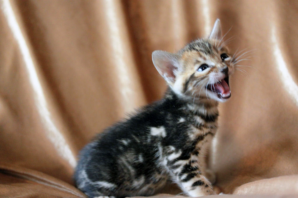 Foothill Felines North Star x CH X Factor brown marbled female kitten!