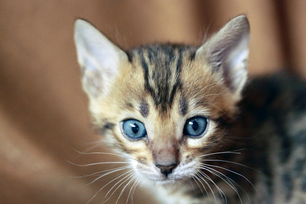 Foothill Felines North Star x CH X Factor brown rosetted male kitten!