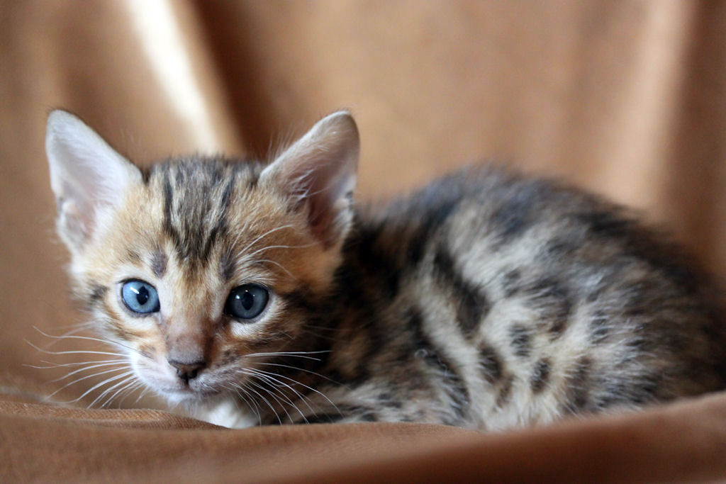 Foothill Felines North Star x CH X Factor brown rosetted male kitten!