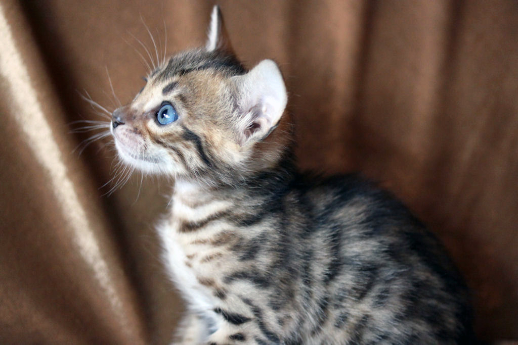 Foothill Felines North Star x CH X Factor brown rosetted male kitten!