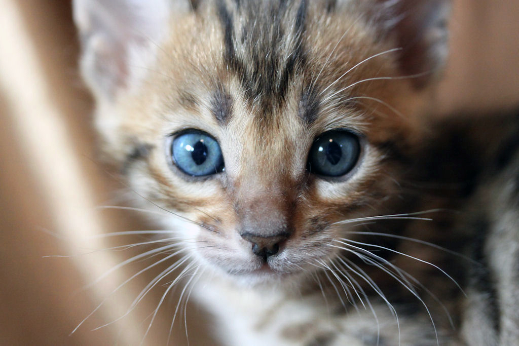 Foothill Felines North Star x CH X Factor brown rosetted male kitten!