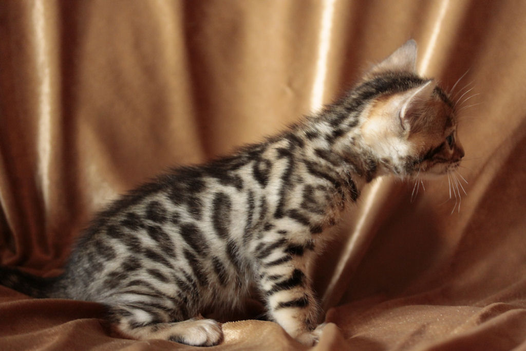Foothill Felines North Star x CH X Factor brown rosetted female kitten!