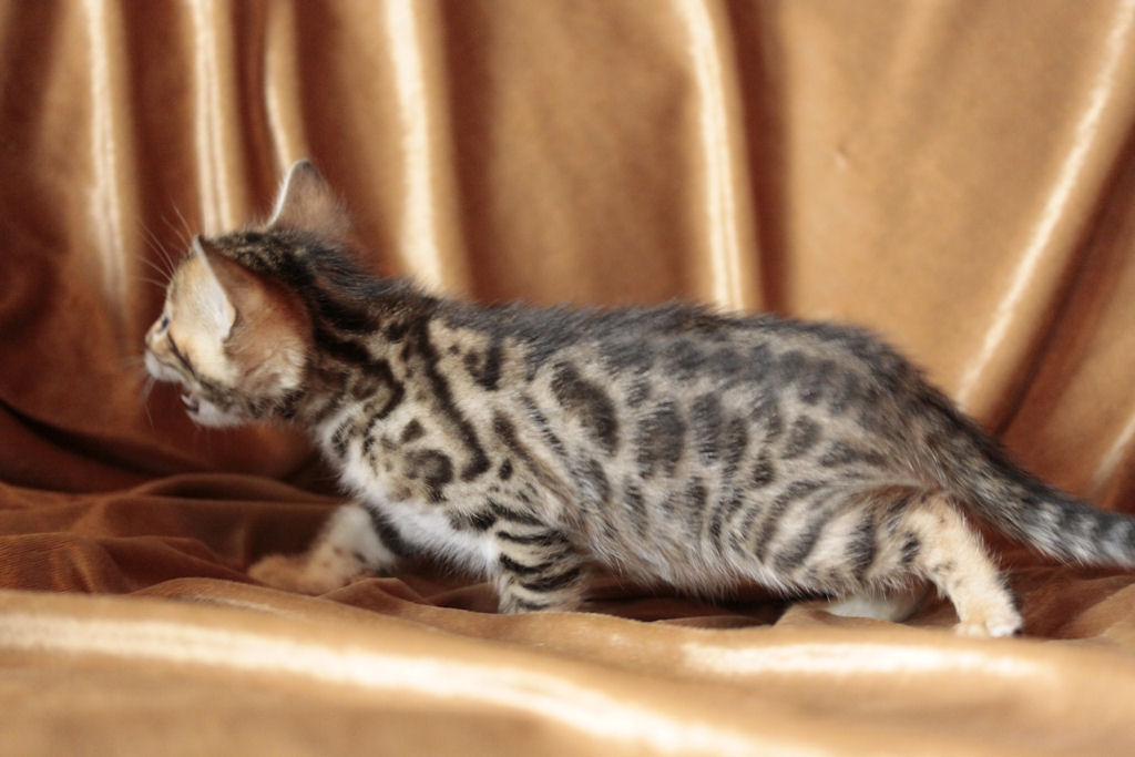Foothill Felines North Star x CH X Factor brown rosetted female kitten!