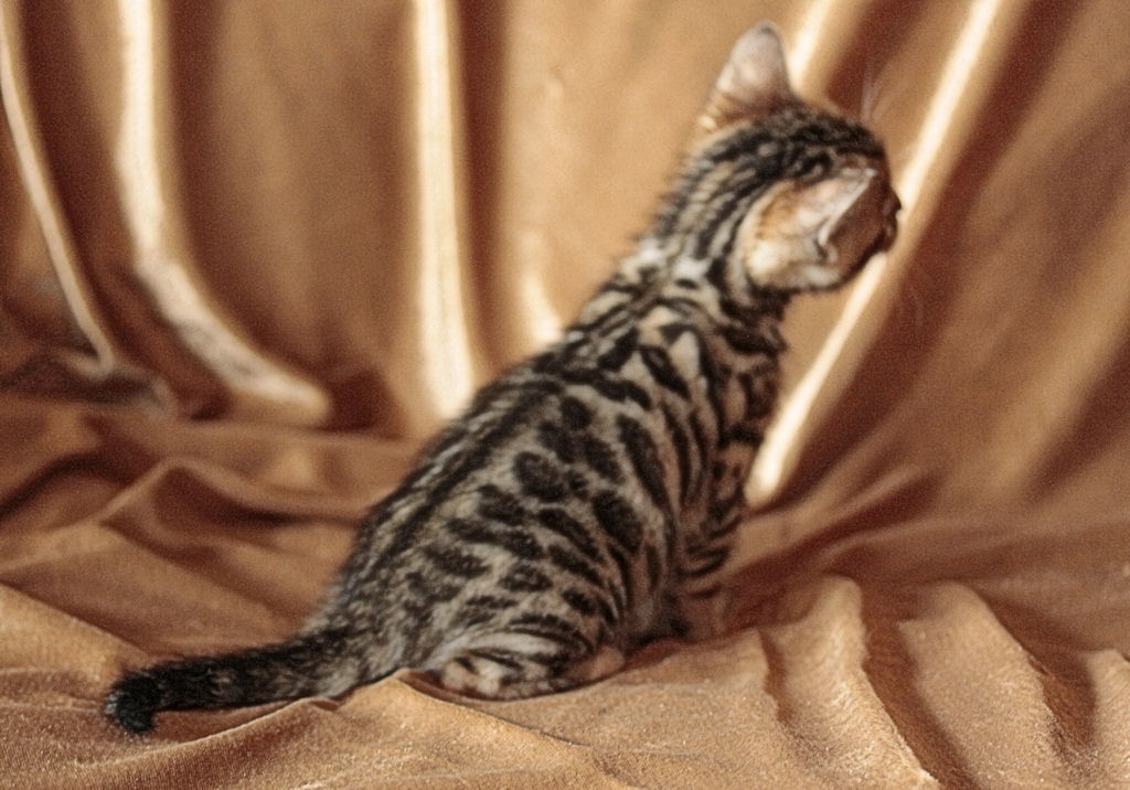 Foothill Felines North Star x CH X Factor brown rosetted female kitten!