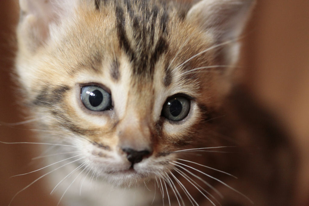 Foothill Felines North Star x CH X Factor brown rosetted female kitten!