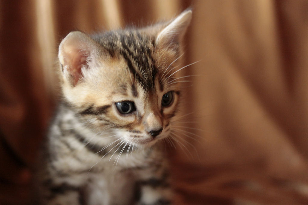 Foothill Felines North Star x CH X Factor brown rosetted female kitten!