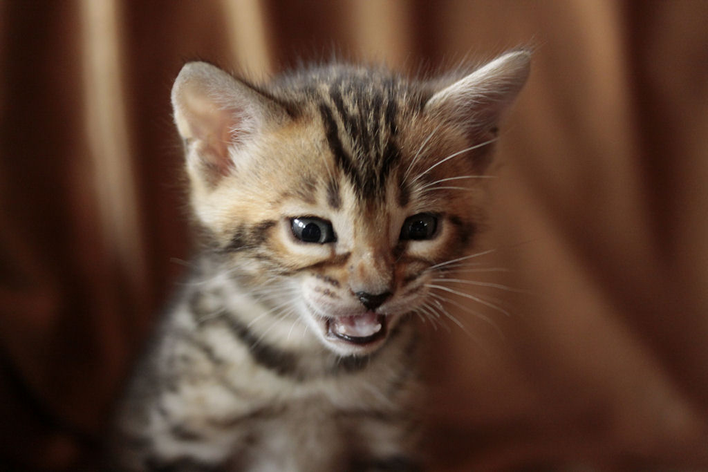 Foothill Felines North Star x CH X Factor brown rosetted female kitten!