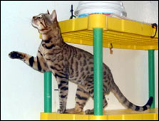 Select Exotics Tarzan, F5 Savannah stud and sire to Sir Patrick McSpots of Foothill Felines, our Savannah king!