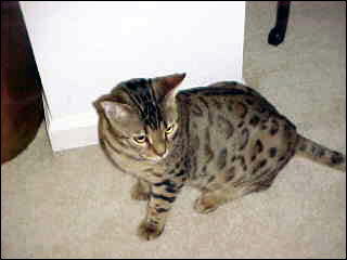 Foothill Felines Izzie and Foothill Felines Taz, an adorable leopard spotted SBT Bengal sister and brother pair of delightful pets!