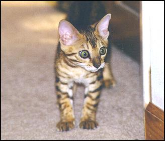 Spotted female SBT Bengal kitten at 12 weeks old!