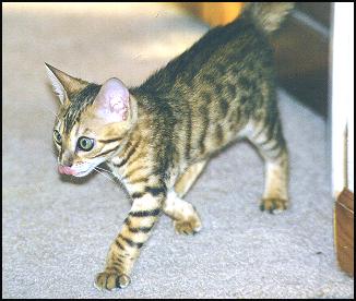 Spotted female SBT Bengal kitten at 12 weeks old!