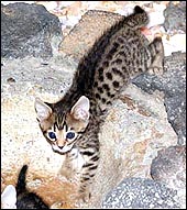 Top quality leopard female with great black spots at 4 weeks old!