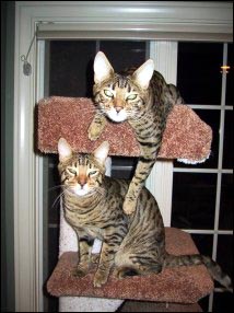 Teazer and Tugger on their cat tree!