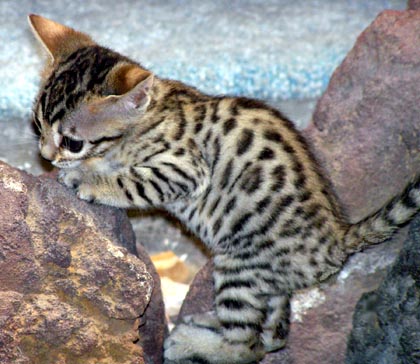 Foothill Felines Teacup as a Bengal kitten