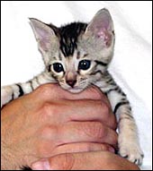 Spotted silver male Bengal kitten at 5 weeks old!