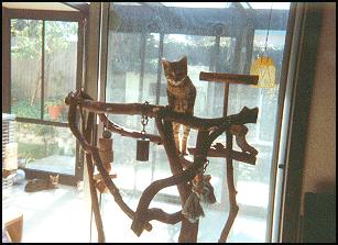 Thor in Bird Tree -- Foothill Felines Thor, spotted SBT Bengal male from Foothill Felines!