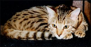 Foothill Felines Thor in Chair - Thor is a handsome spotted SBT Bengal male from Foothill Felines!