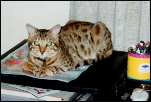 Foothill Felines Thor in Mom's Stuff - Thor is a spotted SBT Bengal male from Foothill Felines!