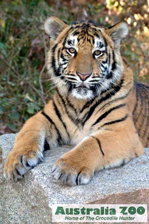 Bengal Tigers and Indian Tigers are beautiful but losing their natural habitat rapidly in the wild and need our conservation help.