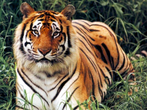 Indian Tigers Pictures