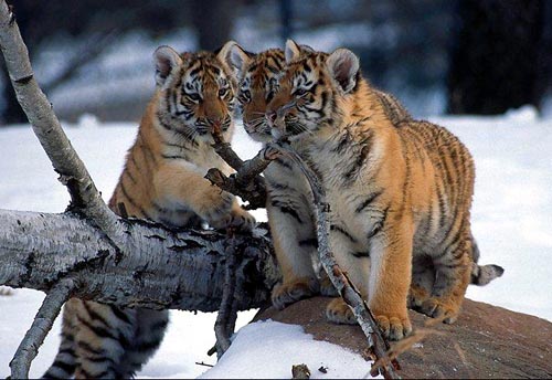 Three tiger cubs!