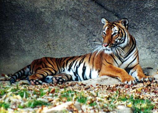 Indo-Chinese Tigers are beautiful but are virtually extinct in the wild and desperately need our conservation support and help.