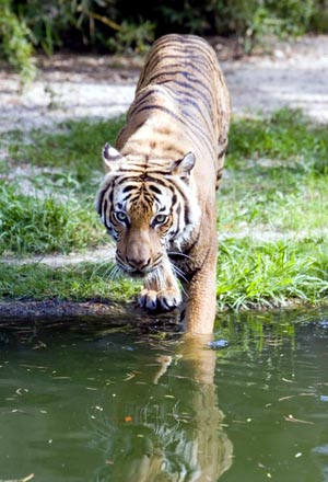 Indo-Chinese Tigers are beautiful but are virtually extinct in the wild and desperately need our conservation support and help.