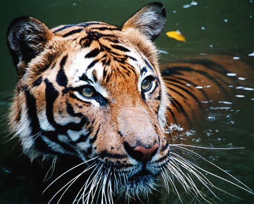 Malayan Tigers were originally thought to be the same subspecies as Corbett or Indochinese Tigers; they are beautiful but are virtually extinct in the wild and desperately need our conservation support and help.