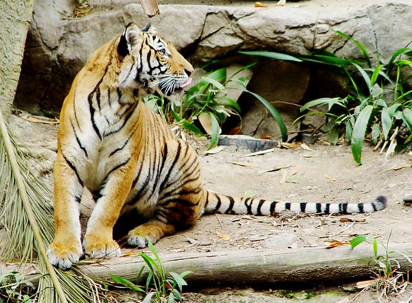 Malayan Tigers were originally thought to be the same subspecies as Corbett or Indochinese Tigers; they are beautiful but are virtually extinct in the wild and desperately need our conservation support and help.
