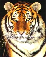 The Wild Cats - The Gorgeous Tiger